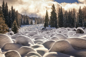 Bulgarije, Woud, sneeuw, de sneeuw, de zon, Vitosha