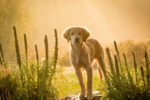 Hund, jeder, aussehen