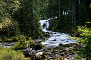 Austria, conífero, bosque, Hallstatt, musgo, piedras, corriente, umbrales