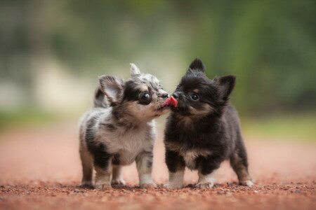 cani, amici, cuccioli