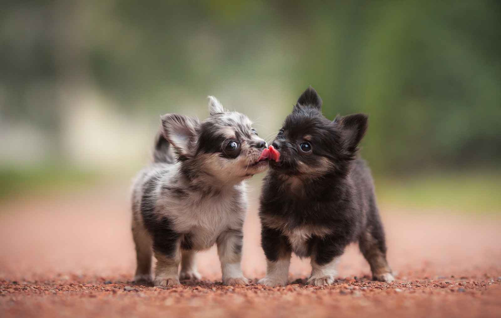 filhotes, amigos, cachorros