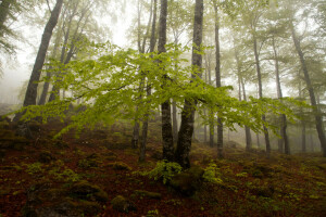 høst, tåke, skog, skråningen, trær