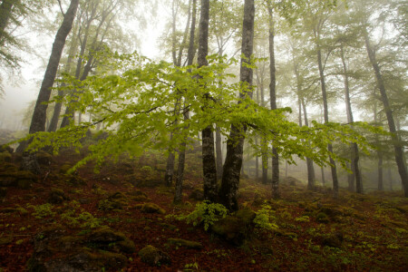 outono, névoa, floresta, declive, árvores