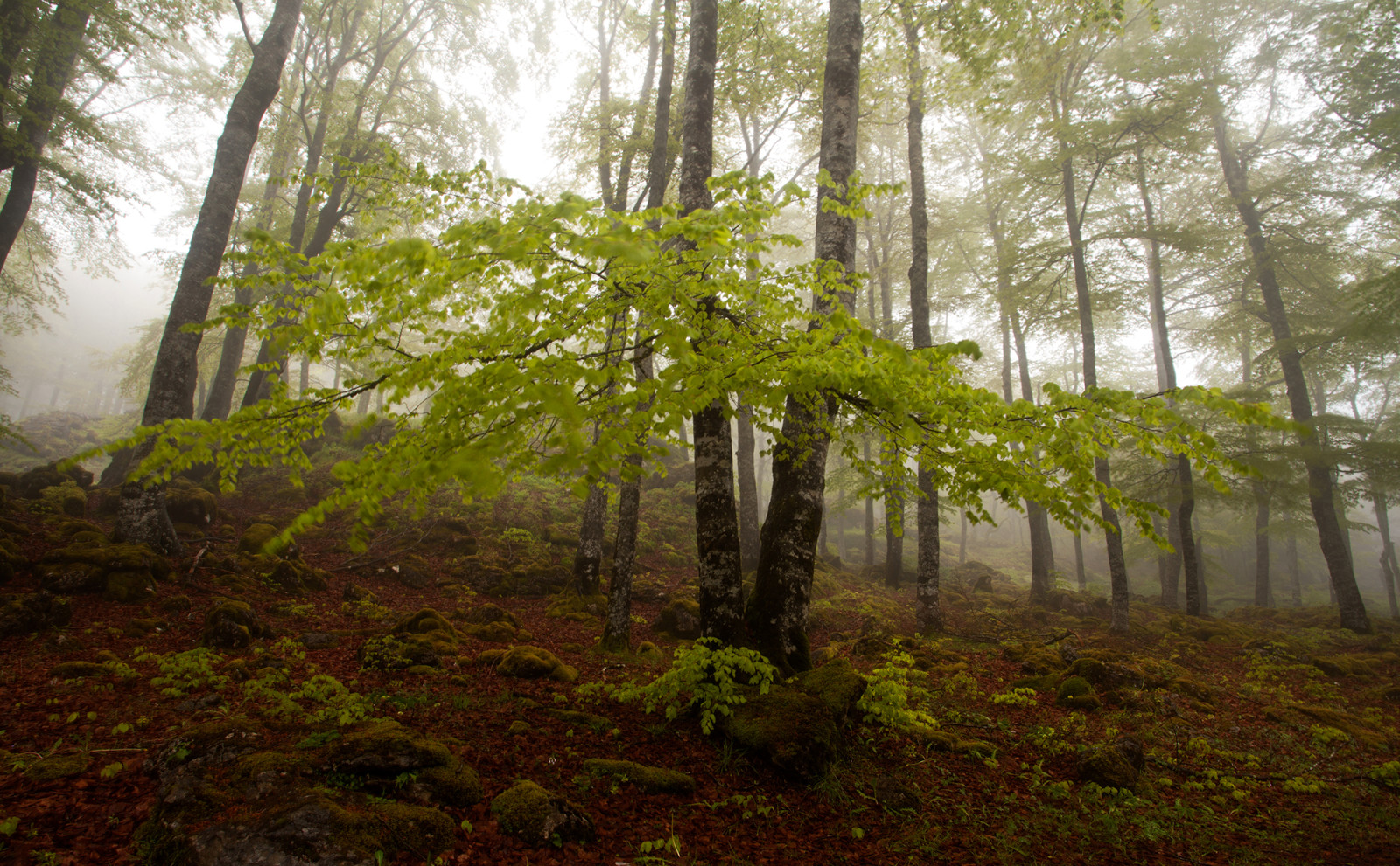 l'automne, forêt, des arbres, brouillard, pente