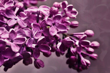 fleurs, inflorescence, lilas, printemps