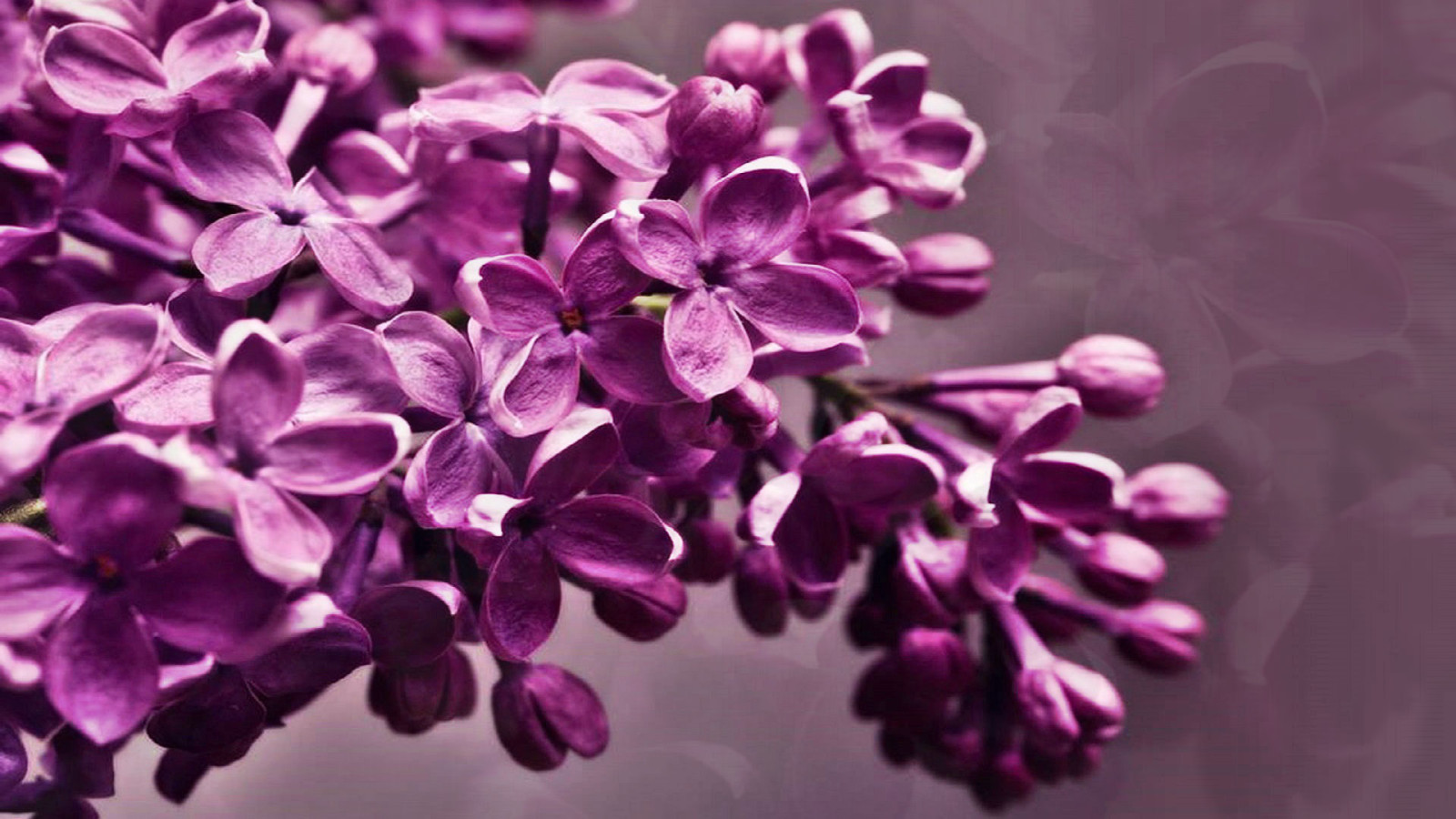 fleurs, printemps, lilas, inflorescence