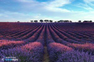 wolken, veld-, lavendel, de lucht