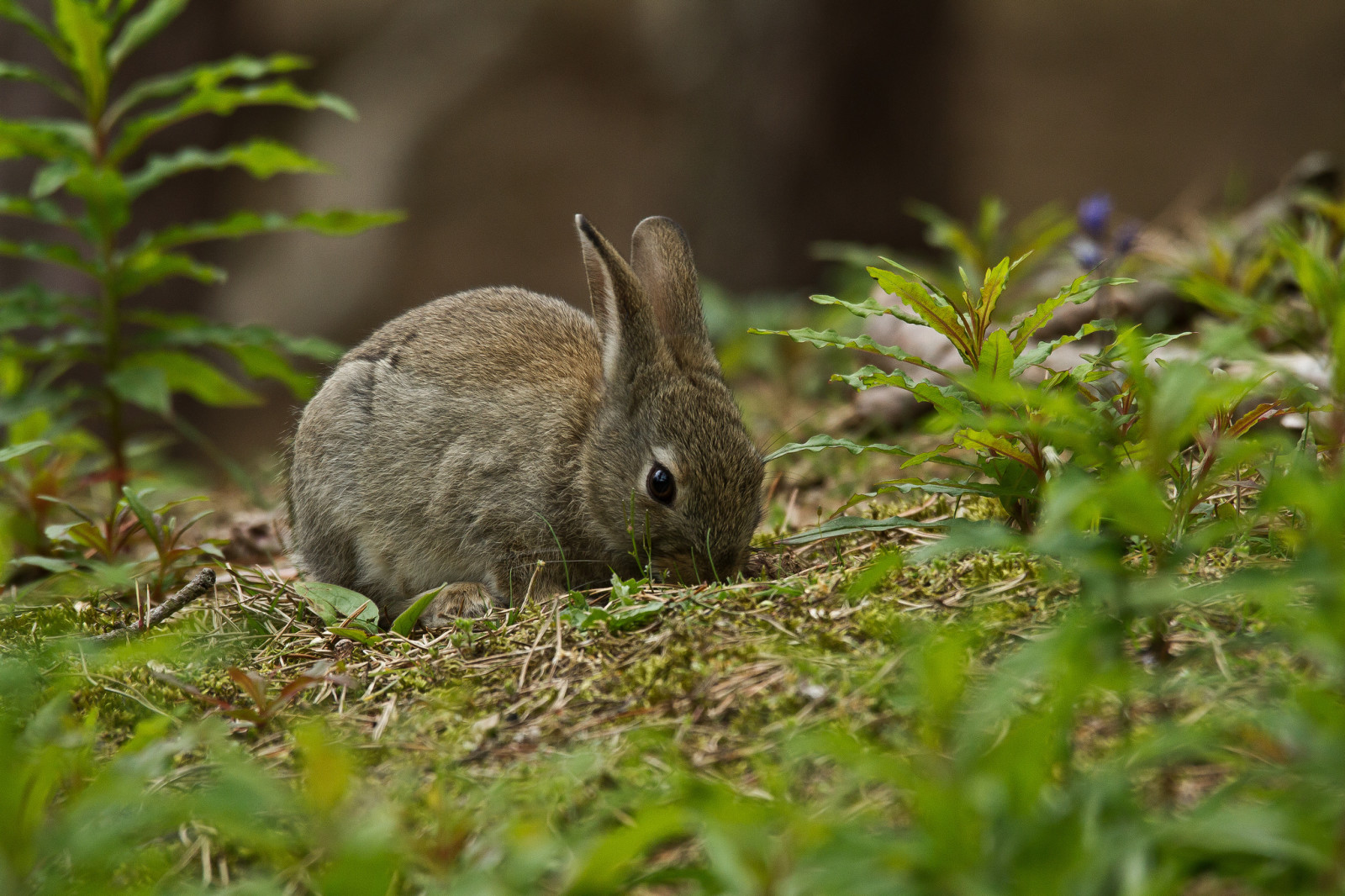 herbe, gris, lapin