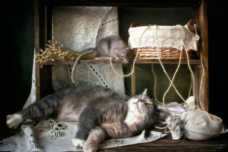 basket, cat, cat and mouse, rat