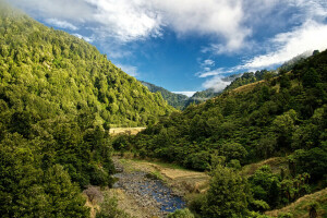 clouds, forest, mountains, New Zealand, stones, stream, the sky, trees