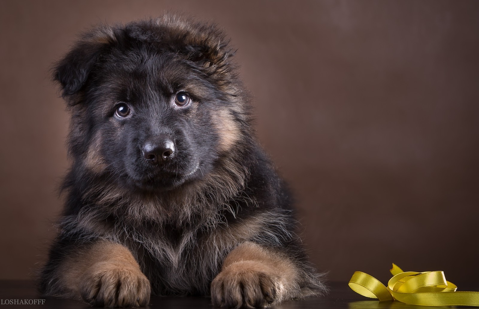 puppy, herder, Duitse