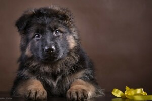 German, puppy, shepherd