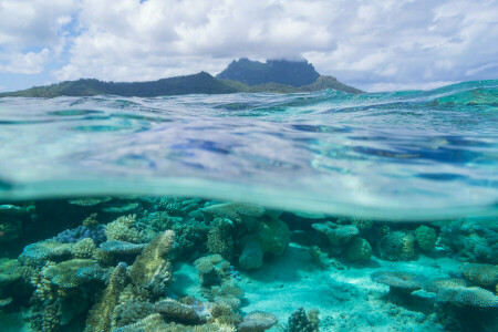 Bora Bora, koraller, Fransk Polynesia, Leeward Islands, hav, Stillehavet