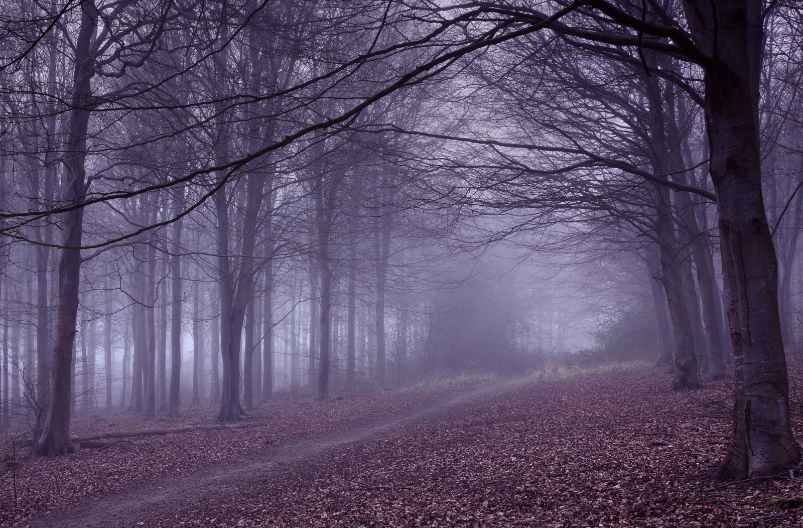 skog, natur, dimma