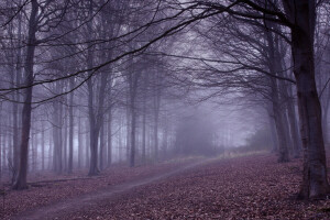 nebbia, foresta, natura