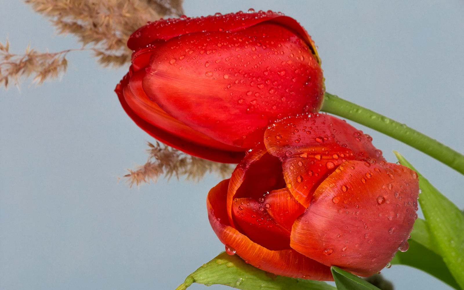 Fortfarande liv, sammansättning, blommor, tulpaner, växter