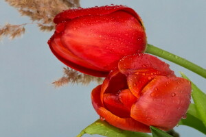 composición, flores, plantas, Naturaleza muerta, tulipanes