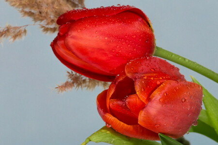 composição, flores, plantas, Ainda vida, tulipas