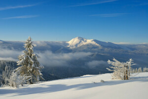 bosque, montañas, nieve, el cielo, el sol, arboles, invierno