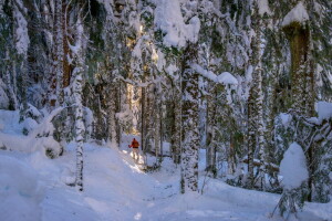 Woud, mensen, winter