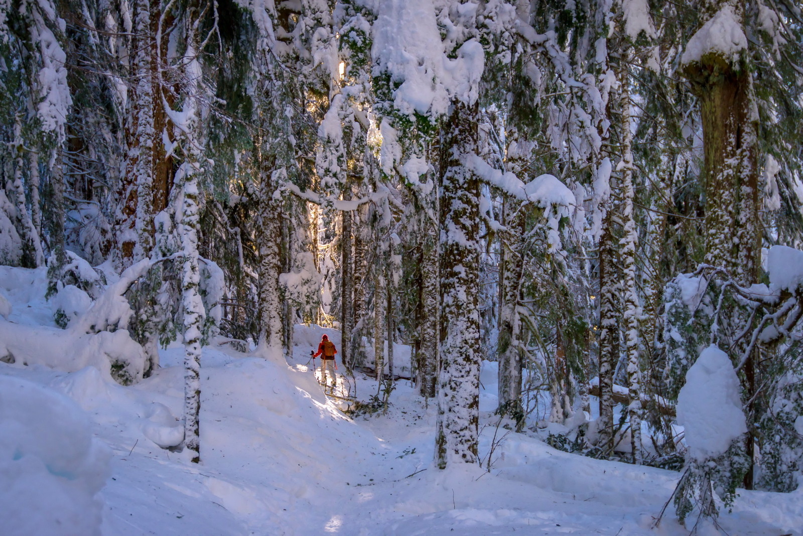 forest, winter, people