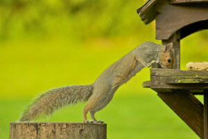 Feeder, Protein, Nagetier, die Situation