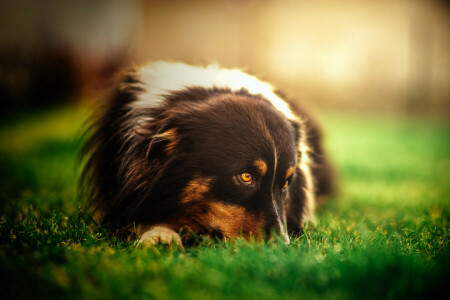 cane, ogni, Guarda