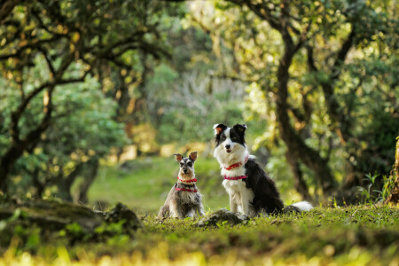 una pareja, bokeh, perros, Schnauzer enano, el border collie, El Schnauzer Miniatura