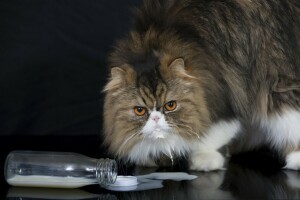 bottle, cat, fluffy, look, milk, Persian cat