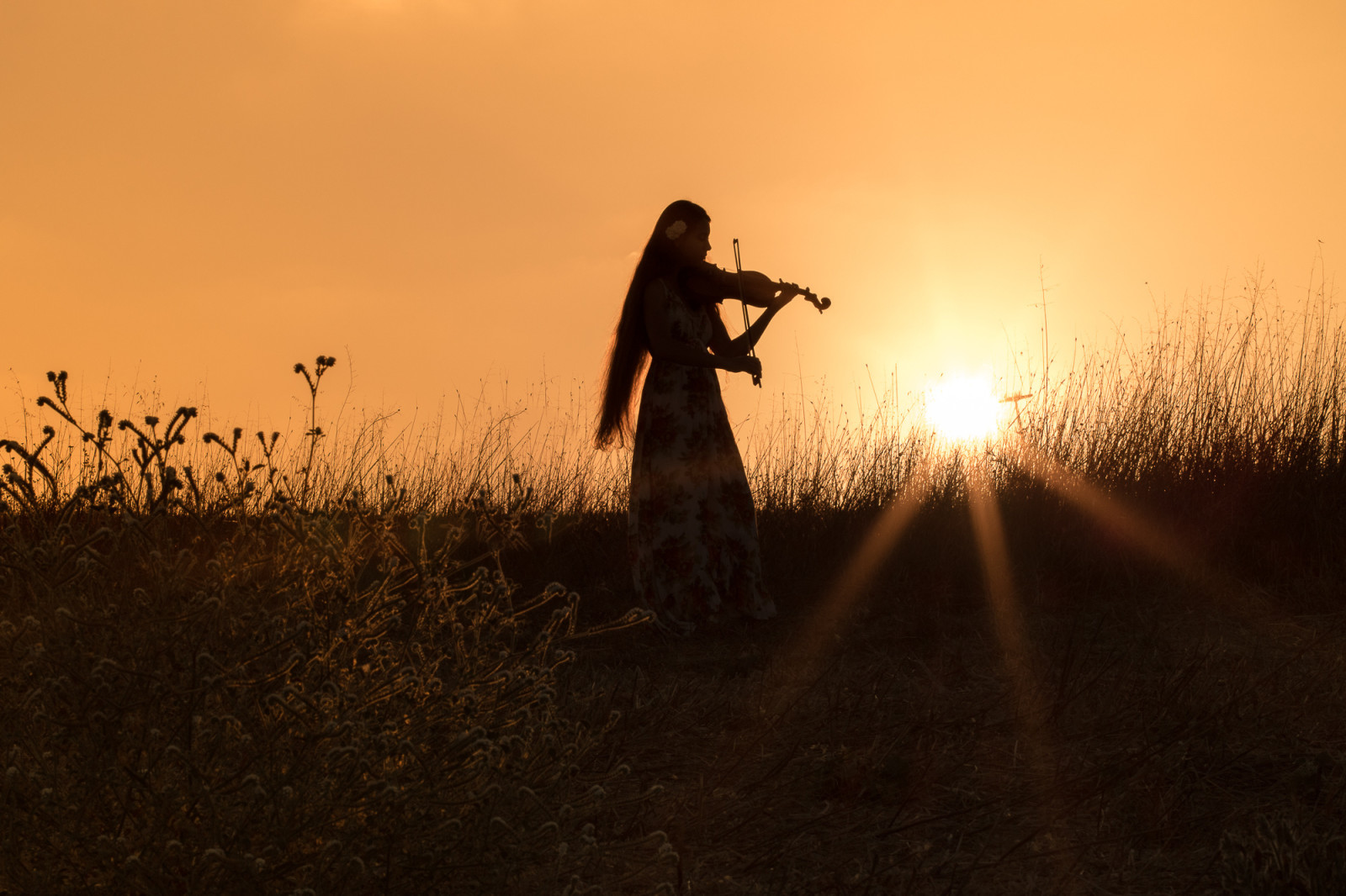 Relva, humor, a noite, menina, pôr do sol, campo, vestir, violino