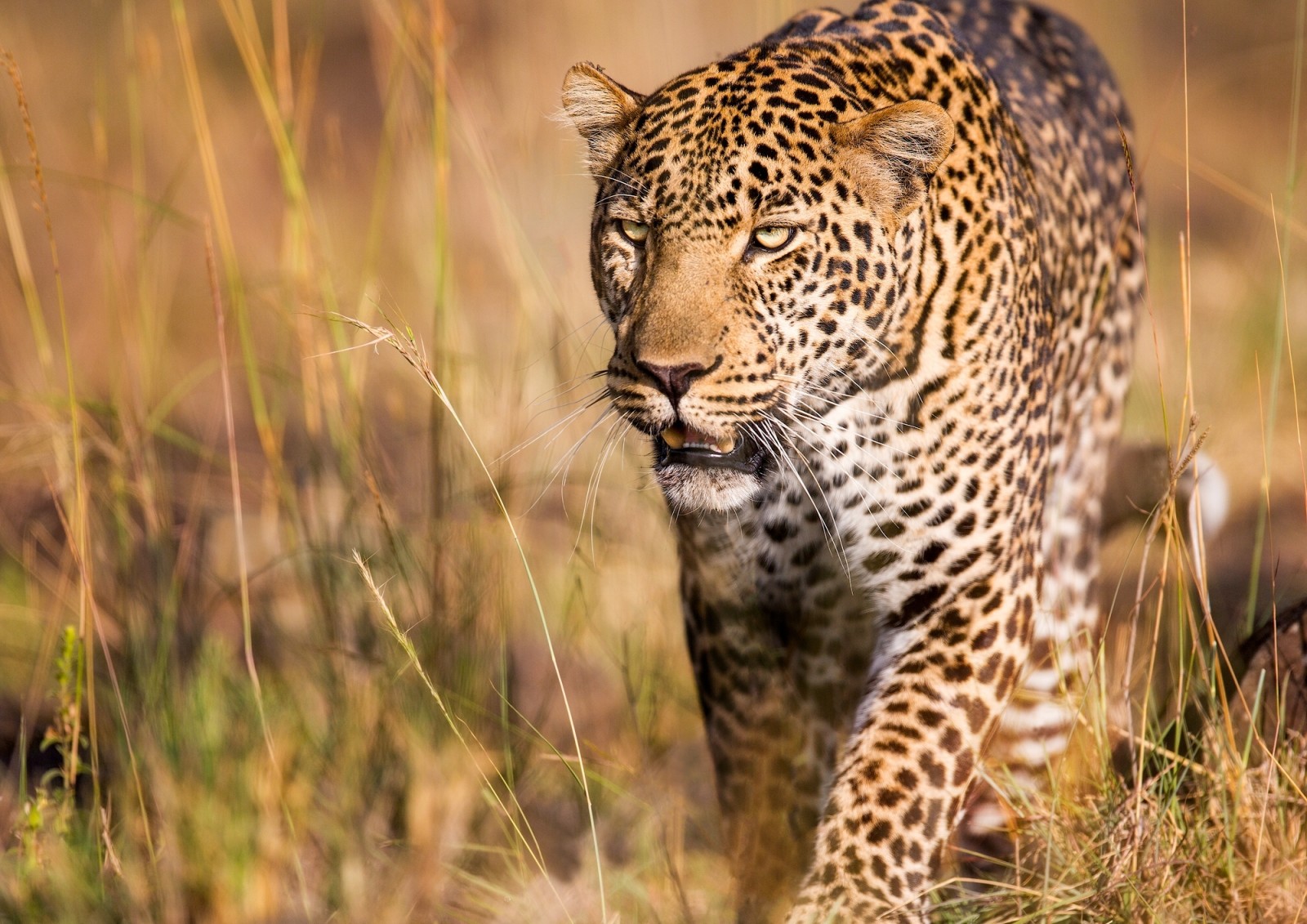 rovdjur, stilig, vild katt, Leopard