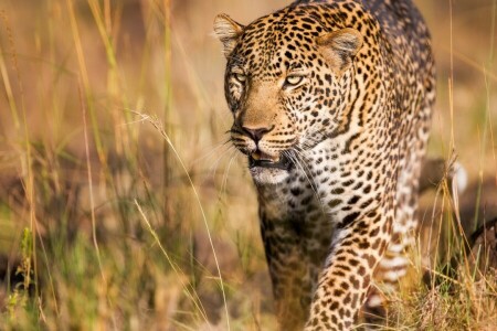 hermoso, Leopardo, depredador, gato salvaje