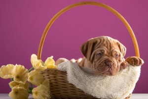 mand, Bordeaux, hond, bloemen, puppy