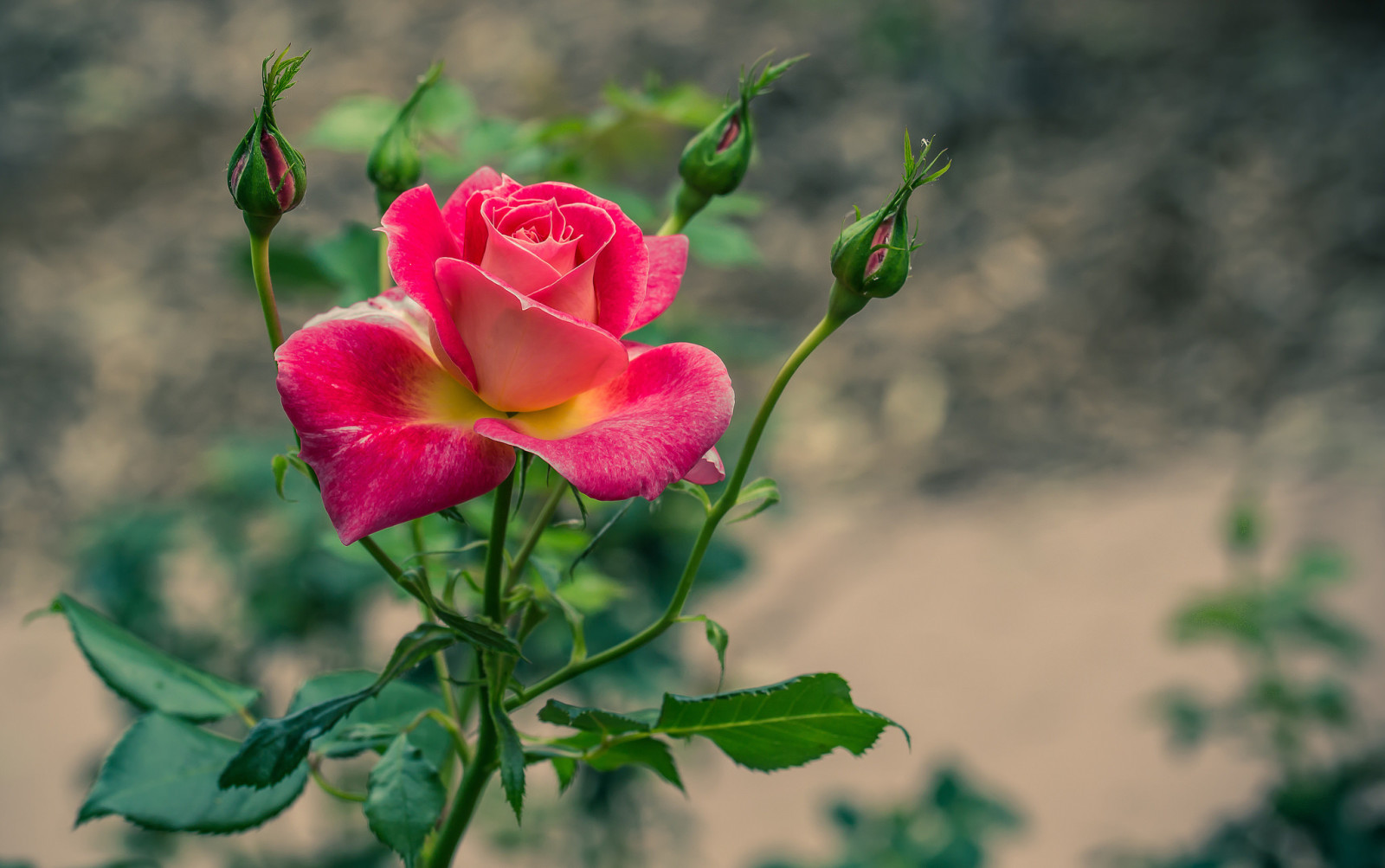 Rosa, hojas, Arbusto, pétalos, Brote, Jardín