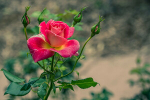 Brote, Arbusto, Jardín, hojas, pétalos, Rosa