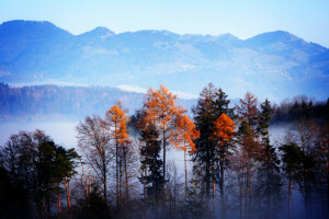 l'automne, brouillard, forêt, montagnes, des arbres