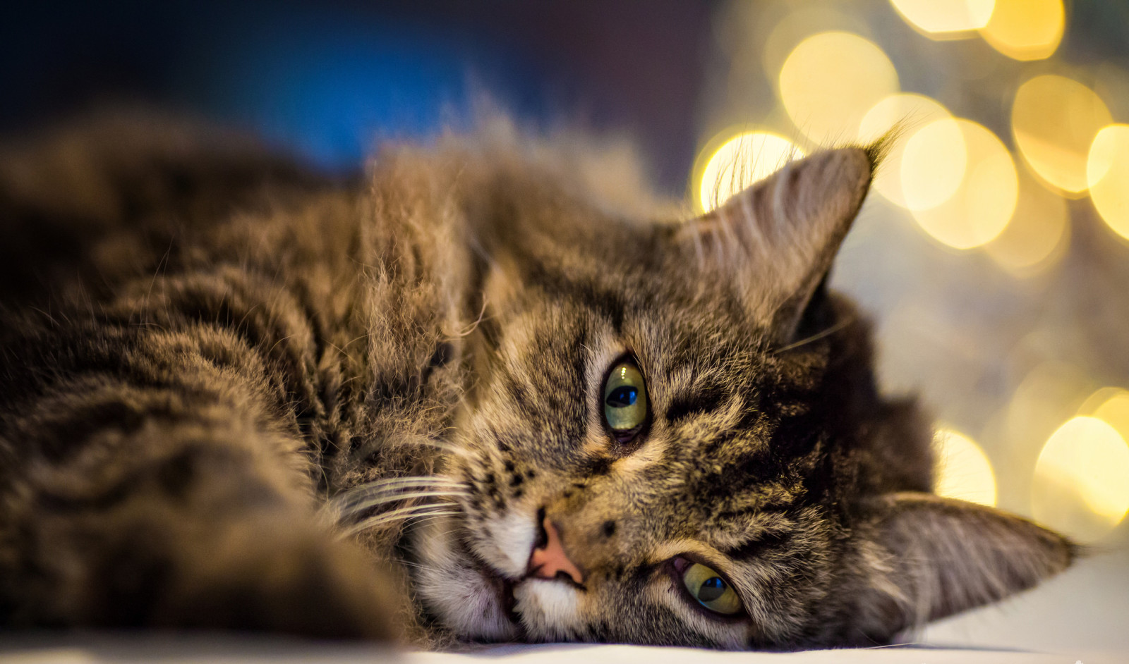 Gesicht, Bokeh, Katze