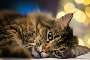 bokeh, chat, visage