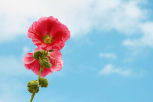 fiore, malva, natura, il cielo