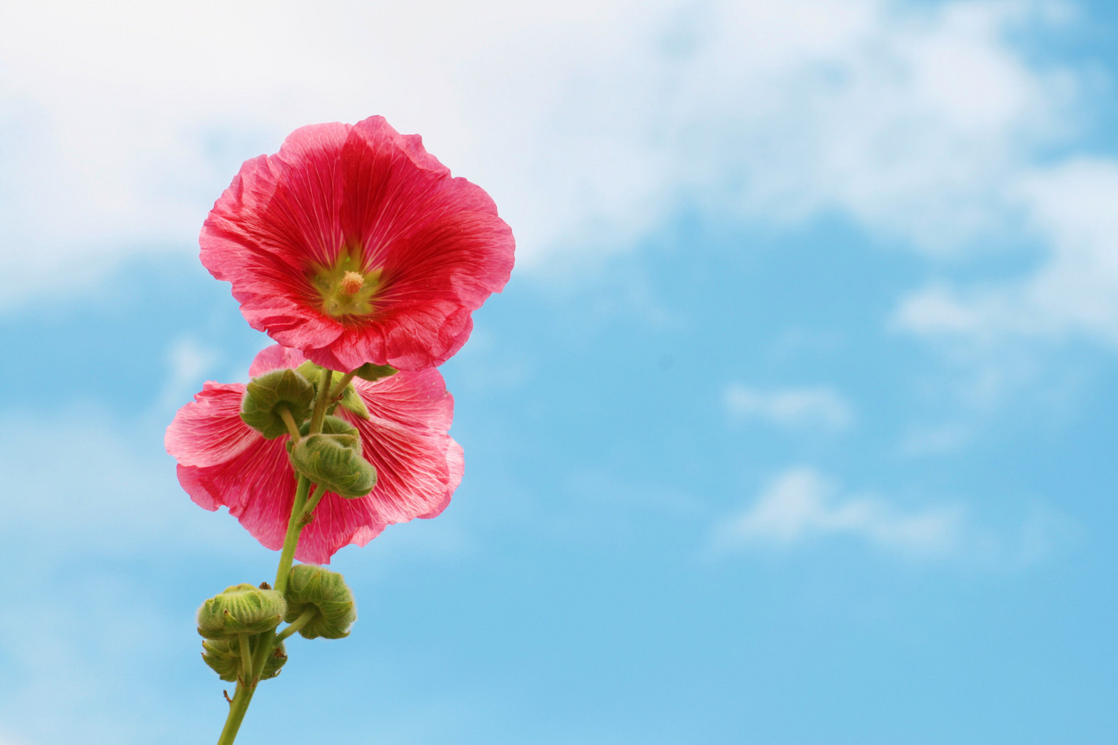 nature, the sky, flower, mallow