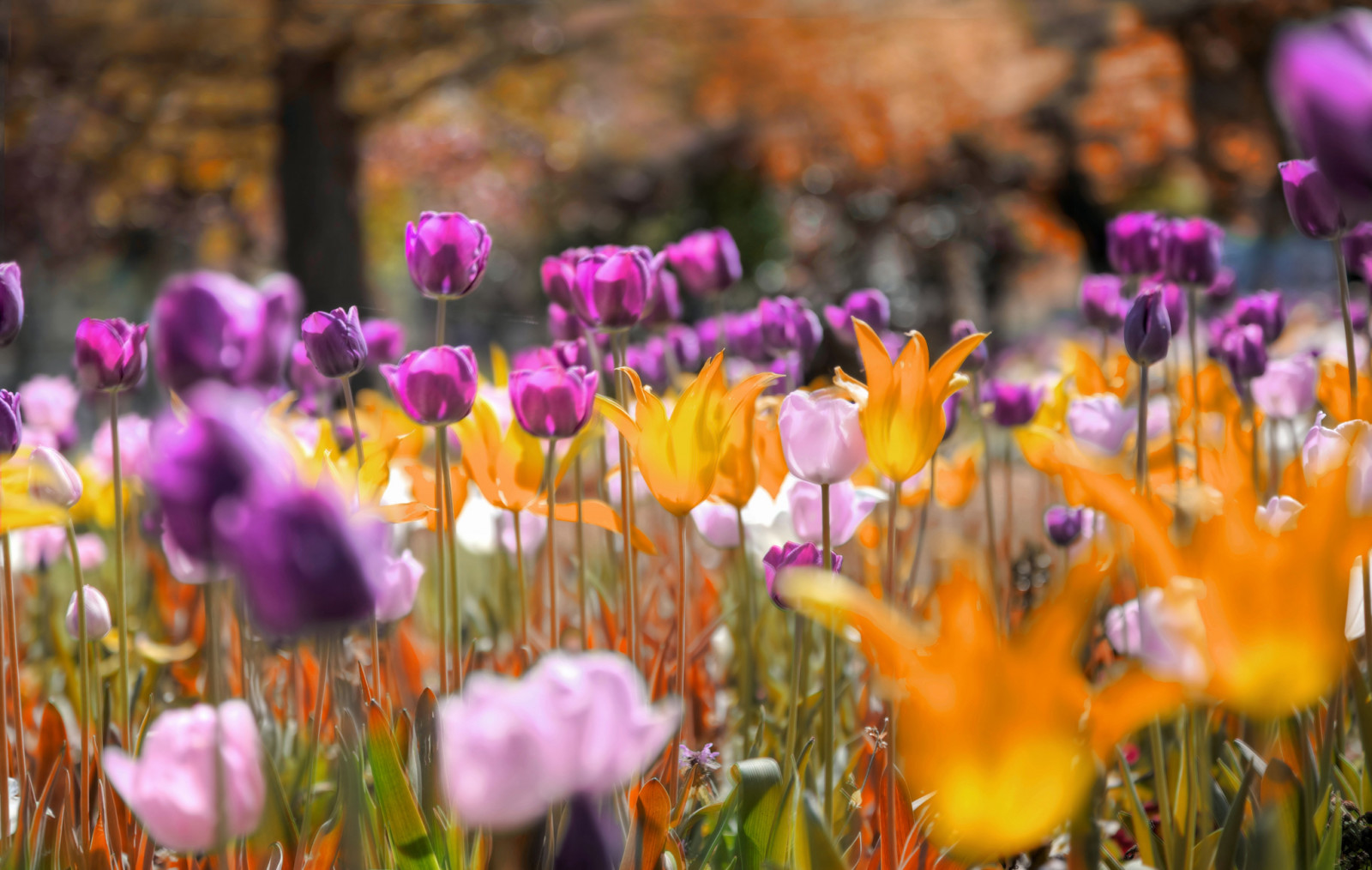 Park, bloemen, tulpen, weide