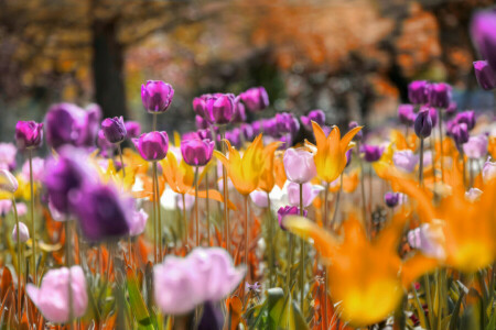 blommor, äng, Parkera, tulpaner