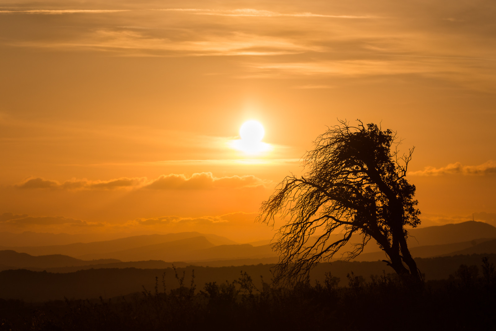 tre, himmelen, solnedgang, fjellene, solen