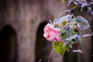 escarcha, naturaleza, Rosa