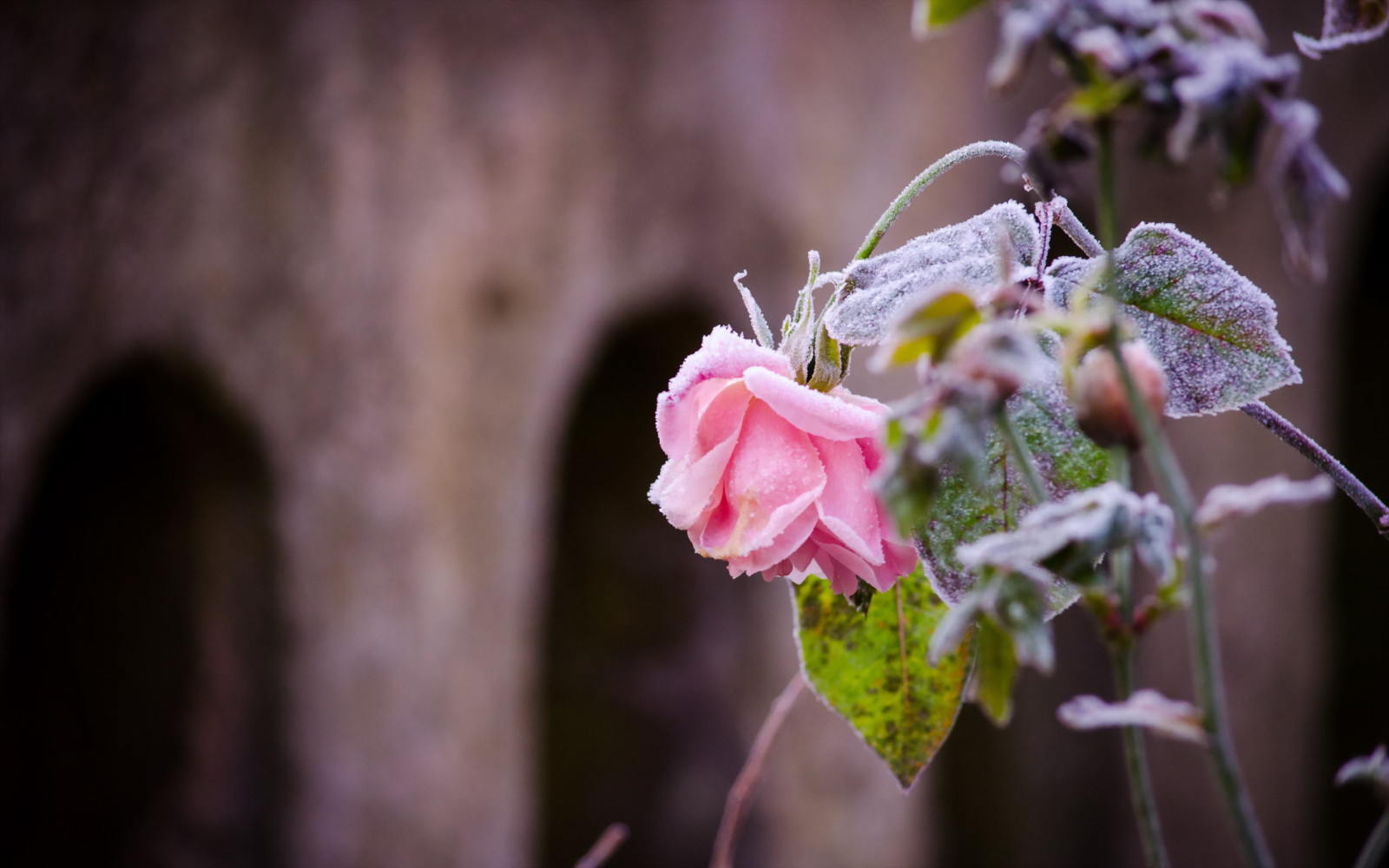 natur, Rose, frost