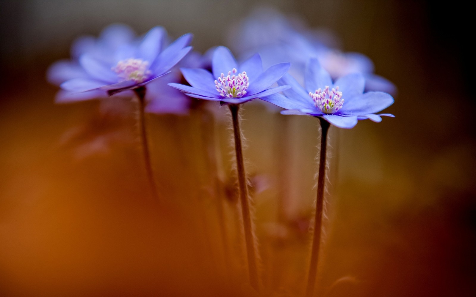 flores, primavera, Anemone hepatica