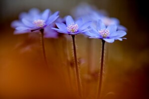 Anemone hepatica, λουλούδια, άνοιξη