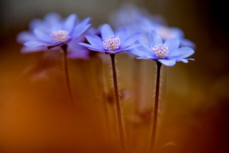 Anemons hepatica, blommor, vår