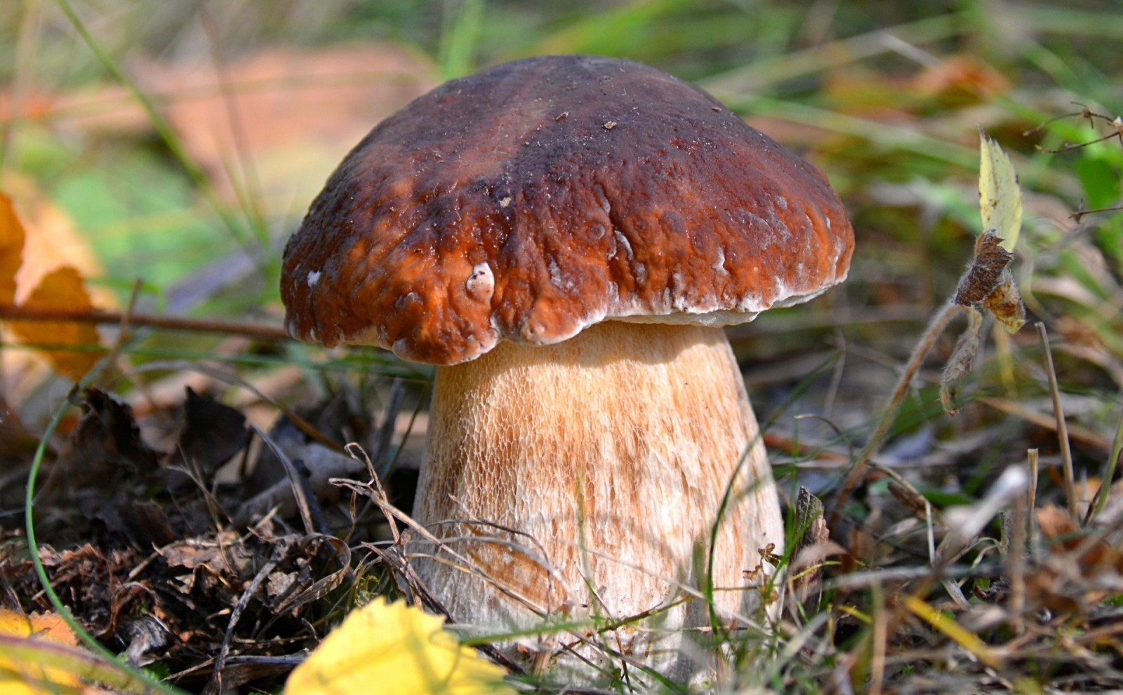 macro, champignon, Borovik