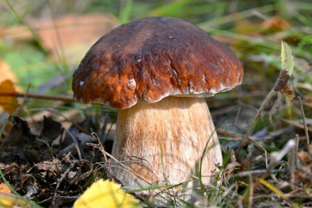 Borovik, macro, mushroom